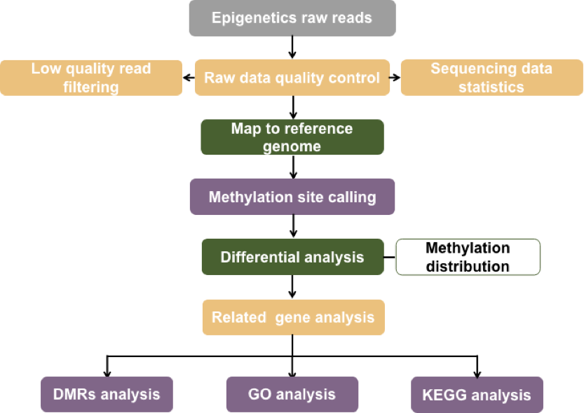 Whole-genome bisulfite methylation sequencing data analysis pipeline.